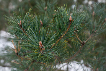pinus sylvestris, common pine tree branches at winter close up