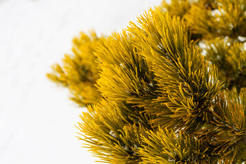 ornamental golden pine tree branches at snowy blur background
