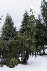 crooked spruce among normal trees at winter
