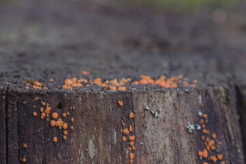  Small orange fungus on a log in Latvia