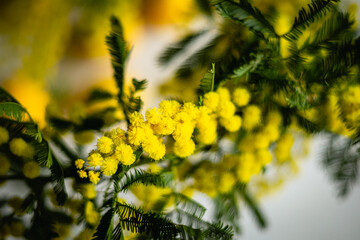 Mimose