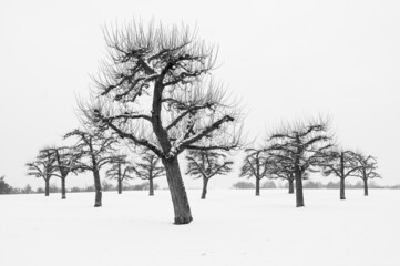 Fototapeta na wymiar Trees lined up covered in snow