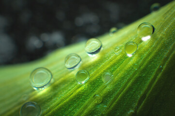 Extreme close-up of fresh green leaves with dew drops as background. Macro structure green leaf...