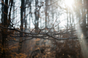 sunbeam between the trees, in the autumn forestcx