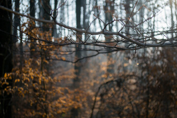 Obraz premium sunbeam between the trees, in the autumn forestcx