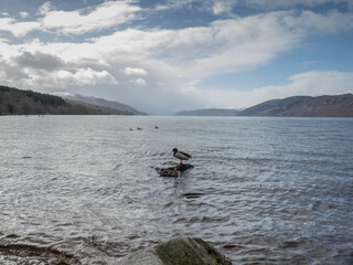 Ducks in Loch Ness