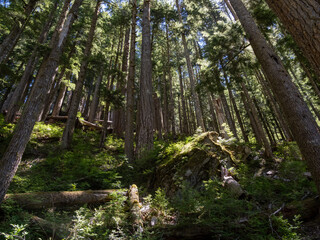Fototapeta na wymiar Dense forest in Olympic National Park.