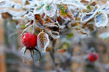 Fototapeta premium Frost on the leaves of a rose bush and on a rose hip.