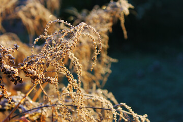 A light covering of frost on a Goats Beard plant