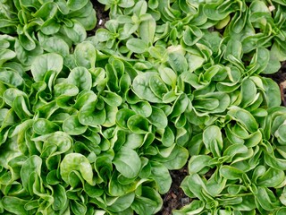 Aerial view of corn salad in soil.