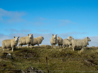 Fototapeta premium Sheep group
