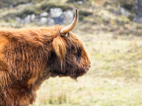 Highland Cow Head Profile