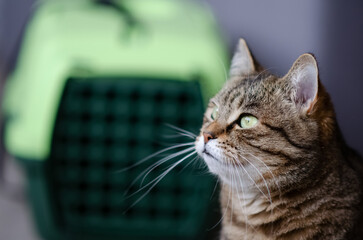 Selective focus on tabby cat is sitting on blurred background of plastic carrying cage. Funny brown cat with green eyes near pet carrier. Concept of animal care.