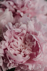 pink peonies petals