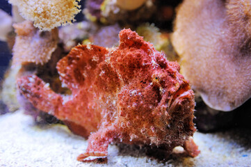 Scarlet frogfish, coral and other bright and colorful inhabitants of the Red Sea.