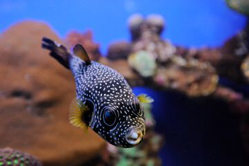 White-spotted puffer fish (Arothron hispidus), coral and other bright and colorful inhabitants of...