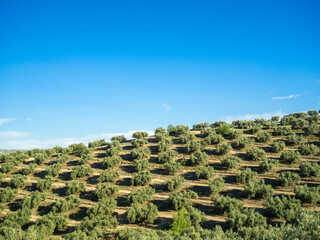 Olive grooves mound and blue sky