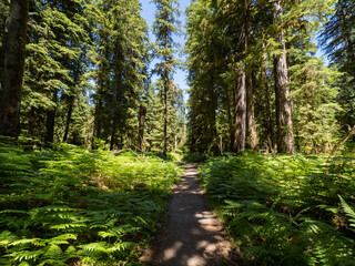 A footpath through a lush forest in Olympic National Park in Washington.