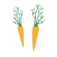 Vector hand drawn style illustration of carrots. Graphic elements for creative ideas. Vegetable theme. 