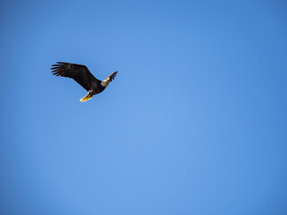 A bald eagle in flight against a blue sky.