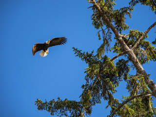 A bald eagle in flight, about the land on a tree top, against a blue sky.