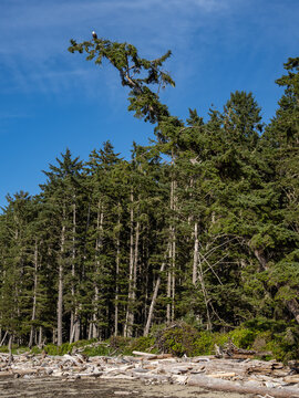 A bald eagle perched in a tree high above shoreline in Olympic National Park. © Jonathan