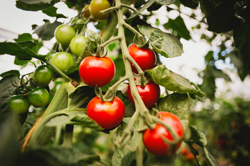 harvest fresh bio tomato