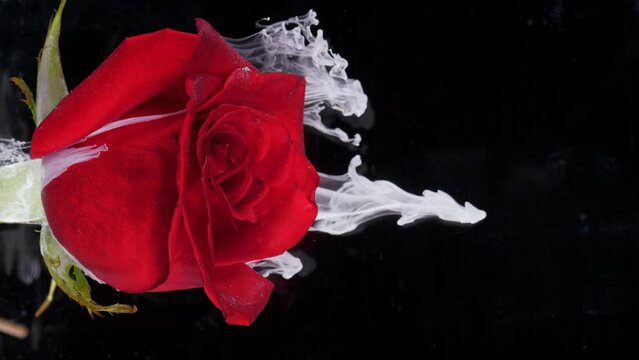 Living flower of red rose in streams of water-soluble paint.