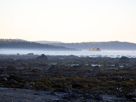 Tidal pools along the coast of the Pacific Northwest, exposed by low tide near Cape Alava in Olympic National Park.