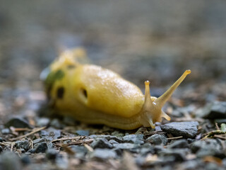 A large yellow banana slug on a gravel trail, close up.