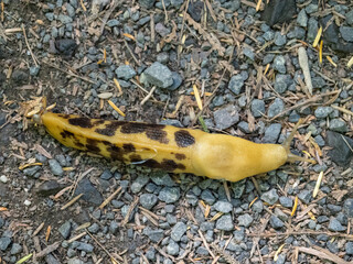 A large yellow banana slug on a gravel trail, close up.