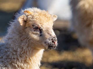 cute newborn lamb on a farm - close up - early spring