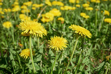 Yellow dandelions on a spring day in a field of dandelions, close-up.
