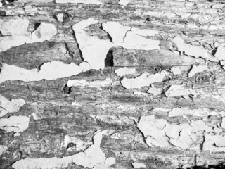 Beautiful wooden fracture old oak, natural texture close up