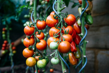 harvest fresh bio tomato