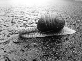Big garden snail in shell crawling on wet road hurry home