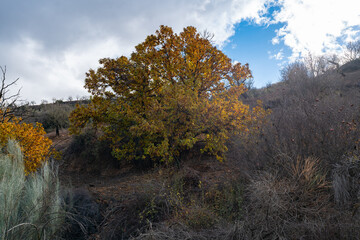 Fototapeta premium deciduous chestnut tree in the mountains south of Granada