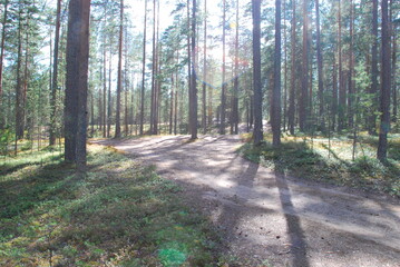 Summer day in the pine forest. Tall straight brown pine trunks in the forest. The sun illuminates the trees, the ground and the sandy road through the forest. Blueberries and moss grow on the ground.