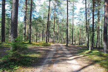Summer day in the pine forest. Tall straight brown pine trunks in the forest. The sun illuminates the trees, the ground and the sandy road through the forest. Blueberries and moss grow on the ground.