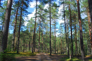 Summer day in the pine forest. Tall straight brown pine trunks in the forest. The sun illuminates the trees and the ground. Blueberries and moss grow on the ground, fallen needles lie.
