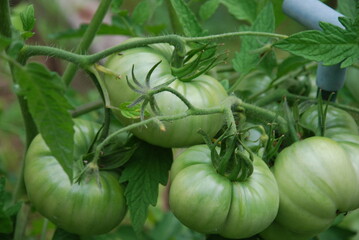 A tomato grows among green leaves. A large still green tomato of a rounded shape grows on a bush among green leaves of different sizes and shapes.