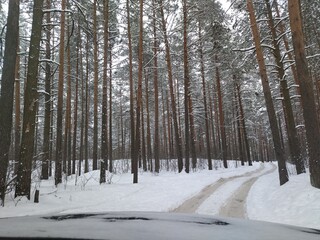 winter forest in the snow