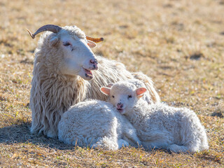 Fototapeta premium cute newborn lambs on a farm - close up - early spring