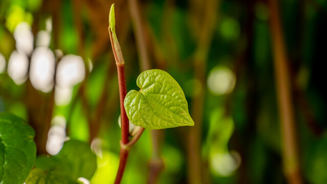 Piperaceae Images  Browse 4,471 Stock Photos, Vectors, and Video | Adobe  Stock