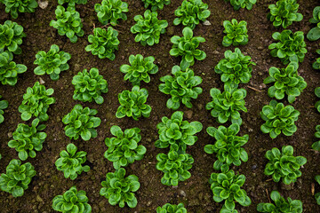 urban gardening vegetable salad greenhouse