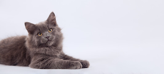 Small Siberian kittens on grey background