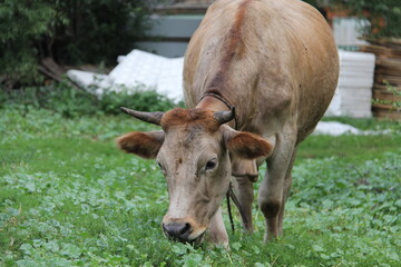 Obraz premium A young light brown domestic farm cow eats green grass in a meadow