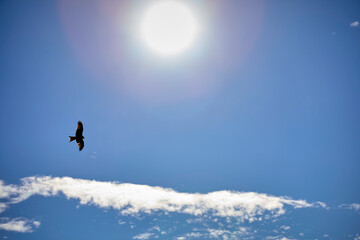 Naklejka na ściany i meble Falke am Himmel mit der Sonne im Hintergrund