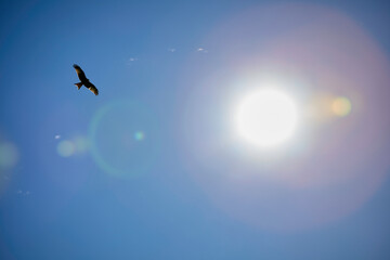 Fototapeta premium Falke im Flug mit der Sonne im Hintergrund