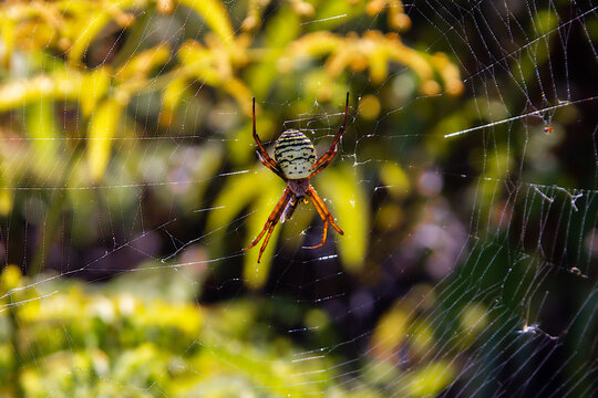 Yellow Garden Spider (Argiope aurantia), Big Island, Hawaii